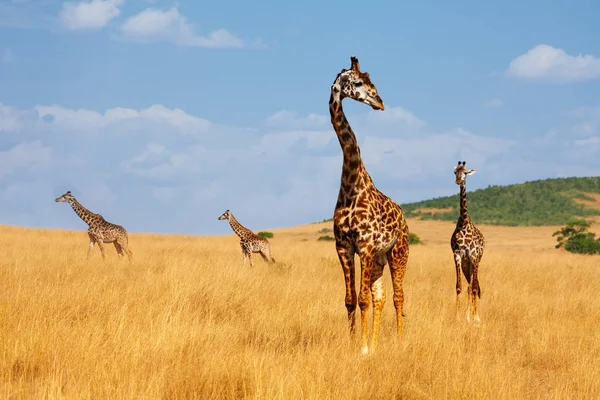 Masai giraffes in savannah — Stock Photo, Image