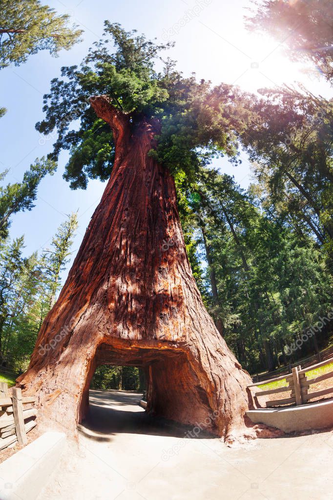 old sequoia tree with tunnel