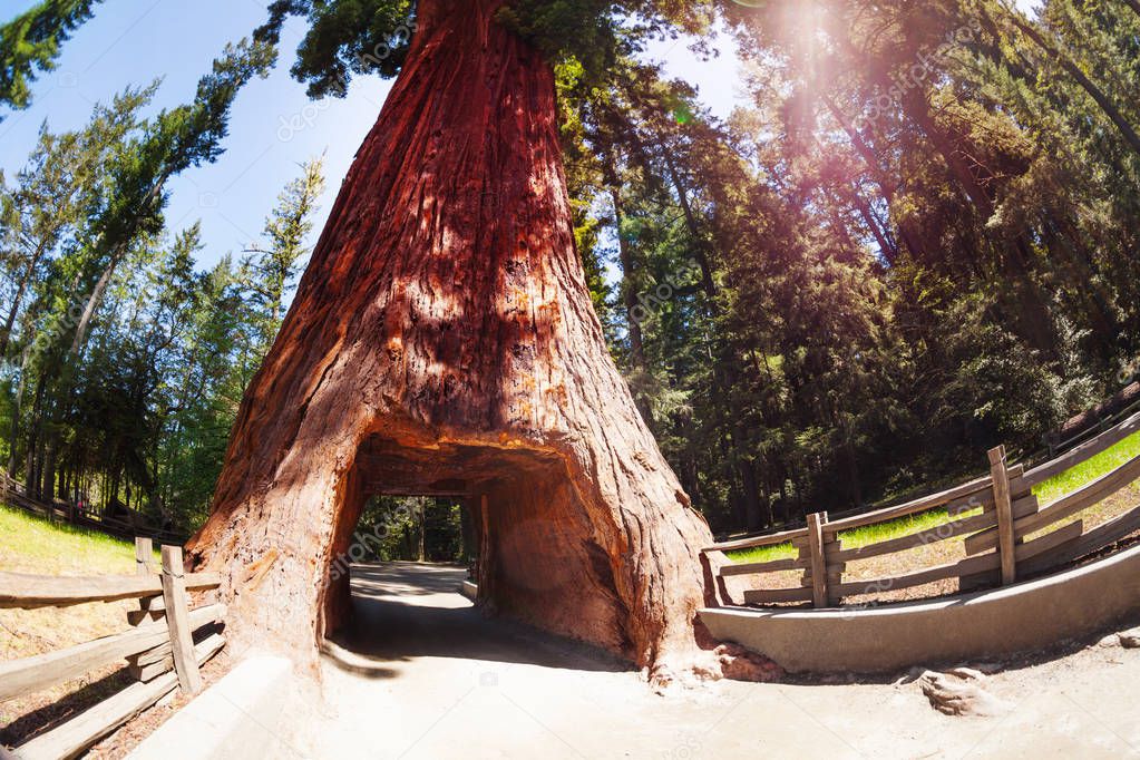 old sequoia tree with tunnel