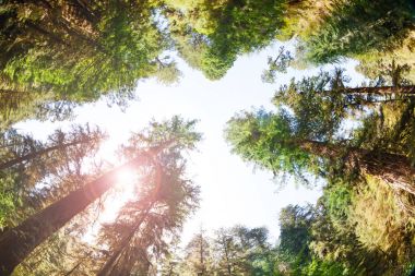 Redwood Sekoya ağaçları