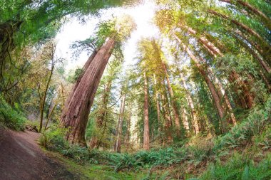 Sequoia National Park ağaçlarda