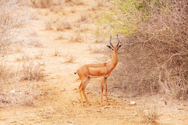 çalılar yakınındaki gerenuk ayakta