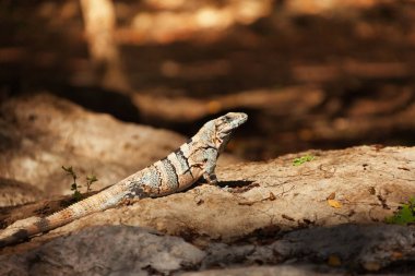 Varanus sitting in rock  clipart