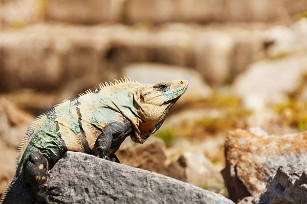 Varanus sitting in Cancun — Stock Photo, Image