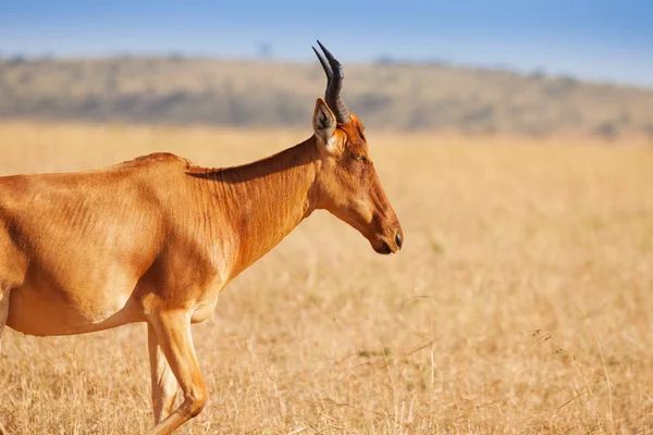 Portret van topi antelope — Stockfoto