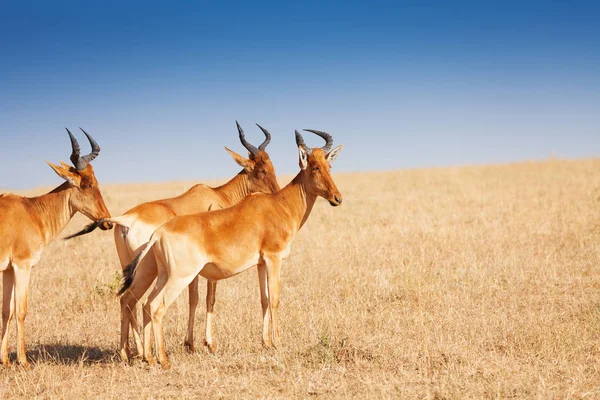 Topis stående i savann gräsmark — Stockfoto