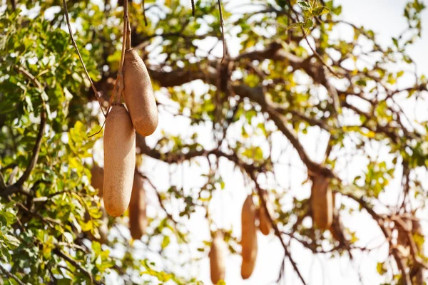Imagem de frutos de árvore de linguiça — Fotografia de Stock