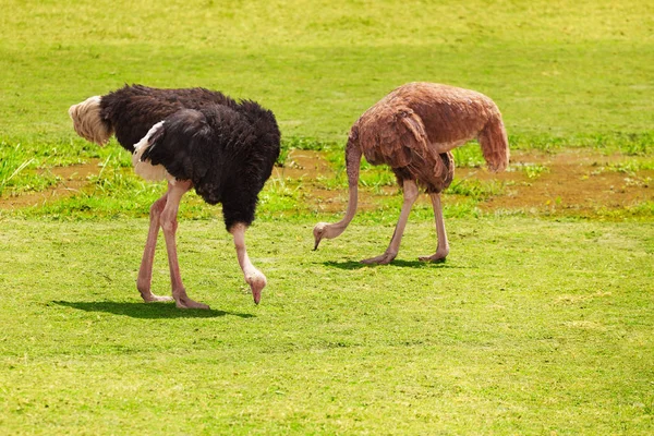Pair of ostriches feeding on grassland — Stock Photo, Image