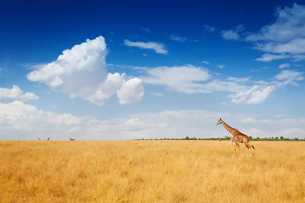 Sabana keniata con jirafa — Foto de Stock