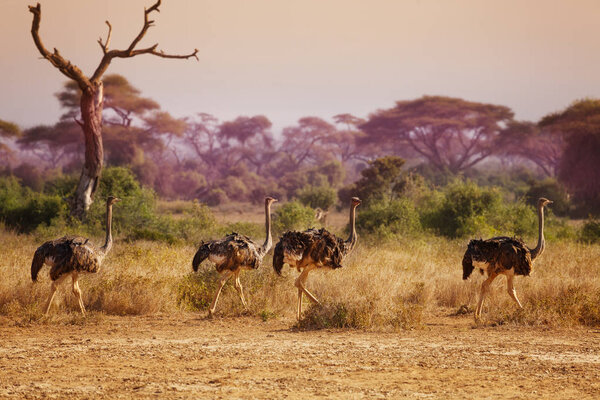 Big herd of ostriches