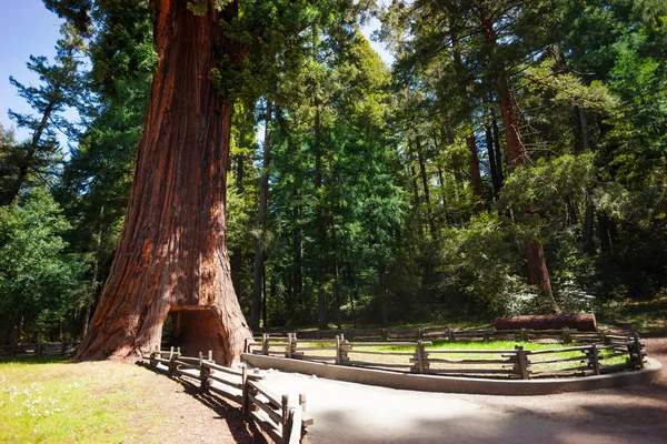 Gamla sequoia träd med tunnel — Stockfoto