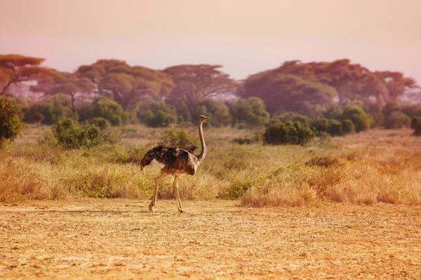Grande manada de avestruz — Fotografia de Stock