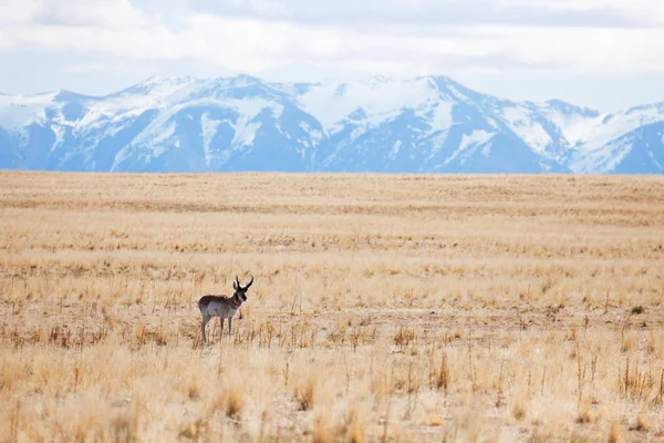 Rehe, die allein stehen — Stockfoto