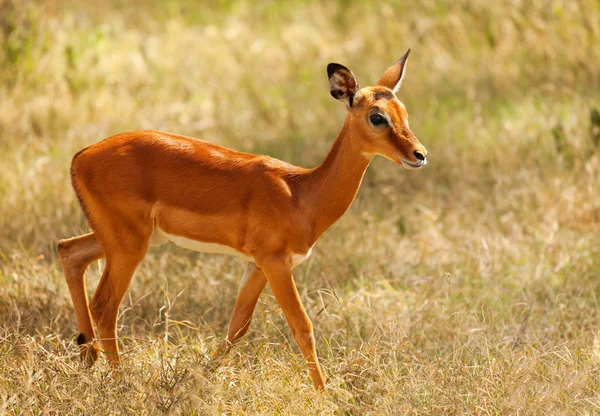 Portrait de l'impala fauve — Photo