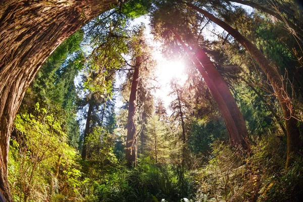 Sequoia de árvores no Parque Nacional — Fotografia de Stock