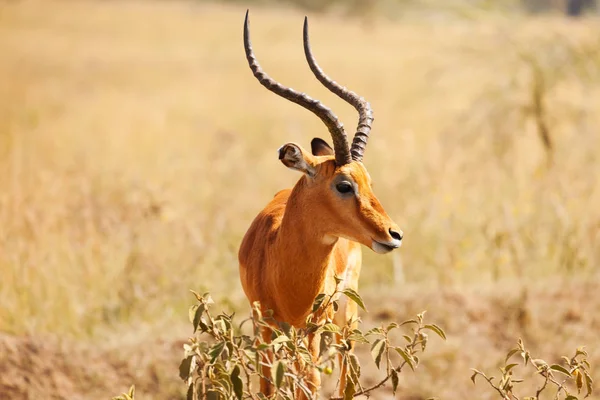 Retrato de impala fawn — Fotografia de Stock