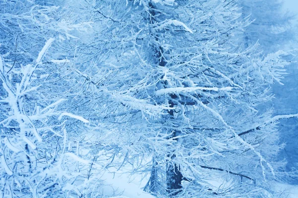 Trees covered with ice — Stock Photo, Image