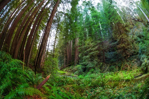 Redwood δέντρα Sequoia — Φωτογραφία Αρχείου