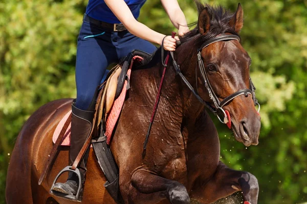 Menjalankan kuda teluk dengan penunggang — Stok Foto