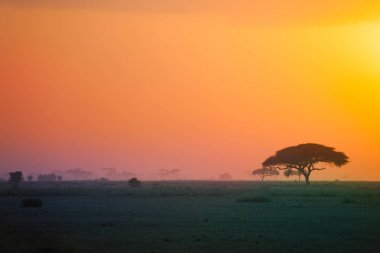 Akasya ağacı siluet ile gün batımında Afrika savana güzel sahne
