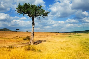 Akasya ağacı ön planda ile bulutlu gün kuru Afrika savana panoramik manzaralı