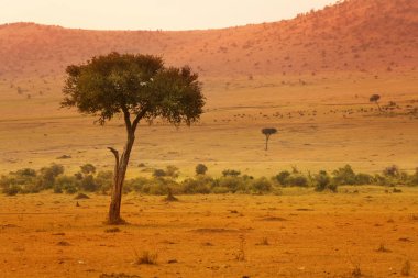 Masai Mara akasya ağaçları, Kenya, Afrika ile tozlu savannah güzel görünümü