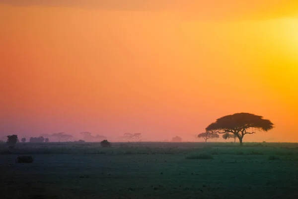 Schöne Landschaft Der Afrikanischen Savanne Bei Sonnenuntergang Mit Akazienbaumsilhouette — Stockfoto