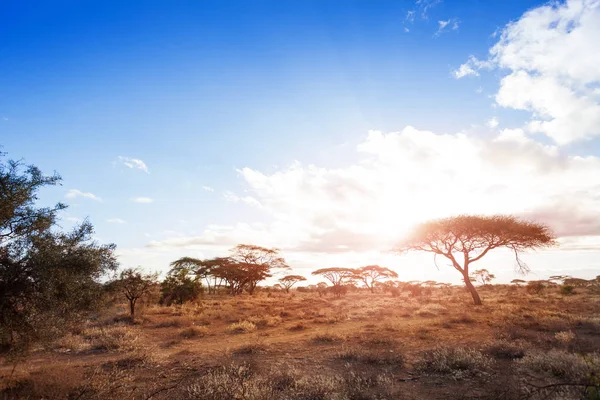 Landskap Torra Och Ofruktbara Afrikanska Savannen Med Akacia Träd — Stockfoto