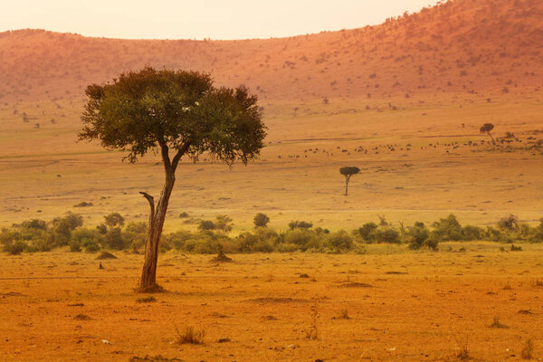 Beautiful view of dusty savannah in Masai Mara with acacia trees, Kenya, Africa