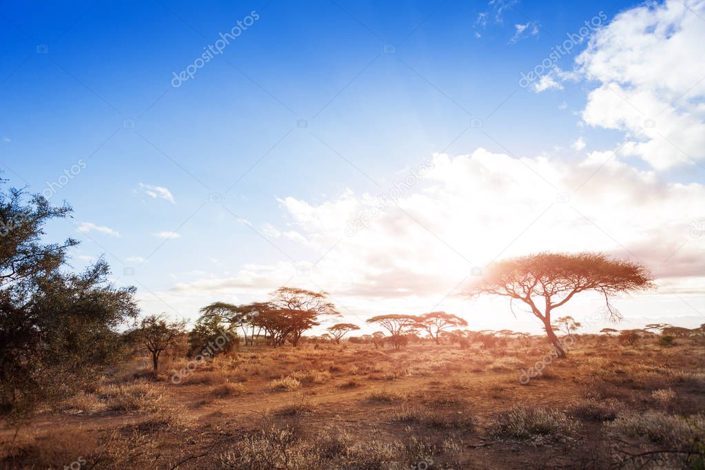 Landscapes of dry and arid African savannah with acacia trees