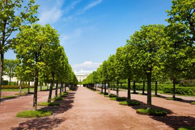 Yakınsak satır ağaçların üst bahçeleri içinde Petrodvorets, Peterhof, Rusya Federasyonu