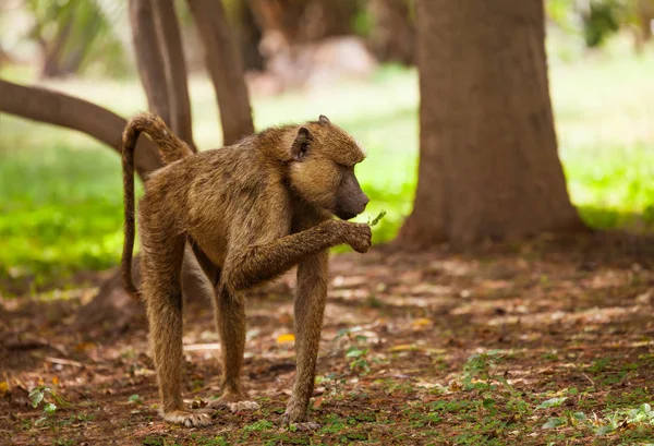 Side View Anubis Baboon Feeding Kenyan Woodland — Stock Photo, Image
