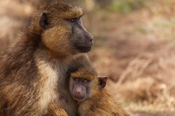 Närbild Olive Babian Mor Med Barn Kenya Afrika — Stockfoto