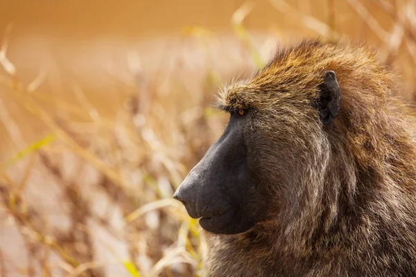 Profil Vuxen Olive Babian Stirrade Framåt Kenyanska Savannen Afrika — Stockfoto