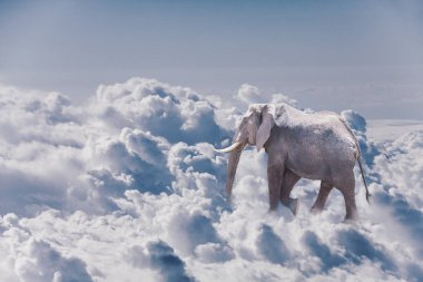 Fil kavramı hafif ve bulutlarda yürür.