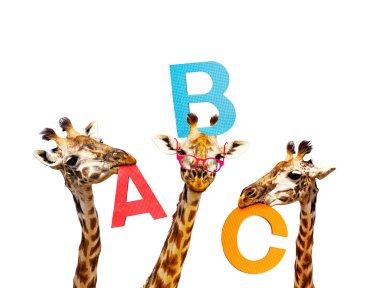 Three giraffes learning alphabet hold letters abc portaits clipart