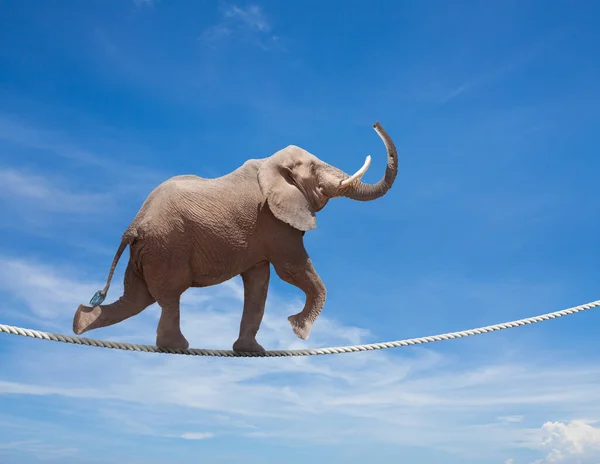 Слон-акробат ходит по проволоке — стоковое фото