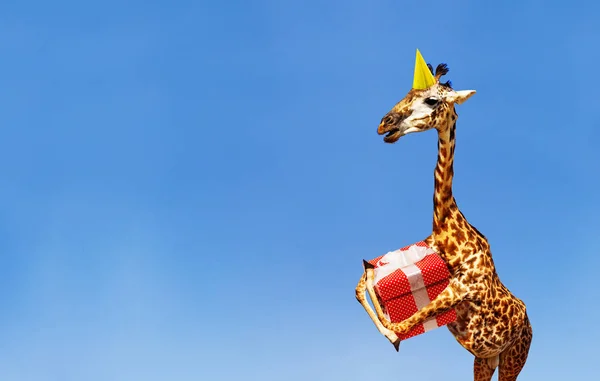 Жираф с подарком на день рождения и шапкой на голубом небе — стоковое фото