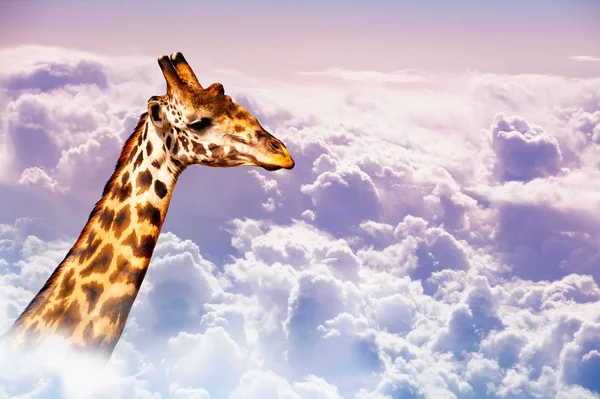 Very tall neck of giraffe over sky in the clouds — 스톡 사진