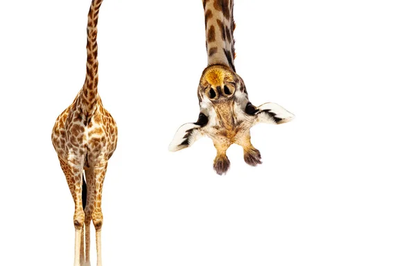 Żyrafa z długą głową na białym do góry nogami — Zdjęcie stockowe