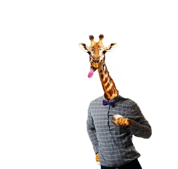 Giraffe in shirt of a man with stuck out tongue — Stock Photo, Image