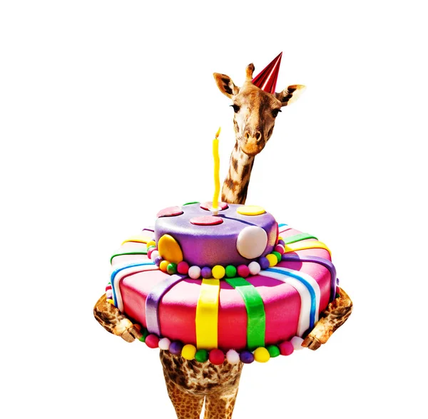Girafe avec gâteau d'anniversaire et chapeau isolé blanc — Photo