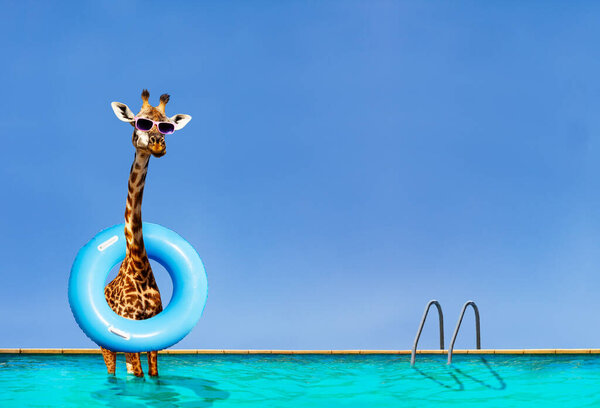 Giraffe stand inside the pool with inflatable ring