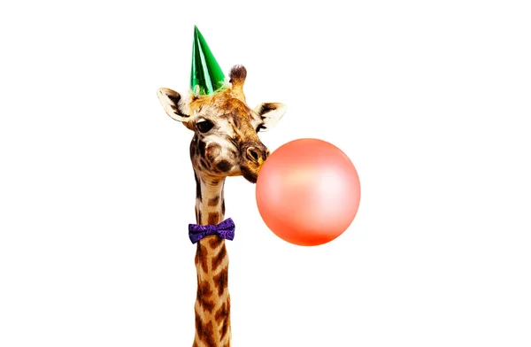 Girafe souffler air ballon anniversaire fête blanc bg — Photo