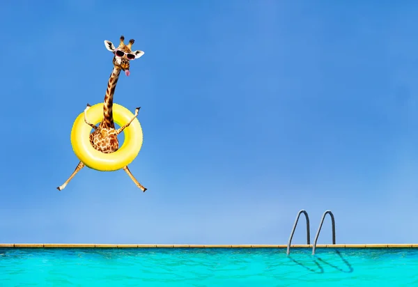 Giraffe jumping into the pool with inflatable ring — 图库照片