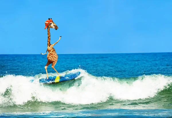 Giraffe wear cap surf on surfboard in sea waves — Stock Photo, Image