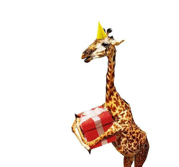 Жираф с подарком на день рождения и кепкой на белом — стоковое фото