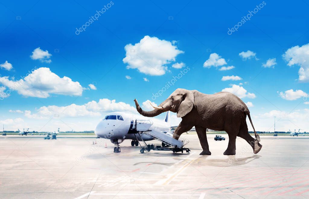 Big elephant oversized passenger board plane image