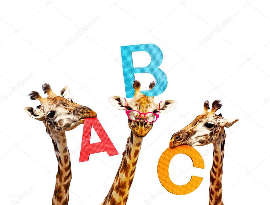 Three giraffes learning alphabet hold letters abc portaits