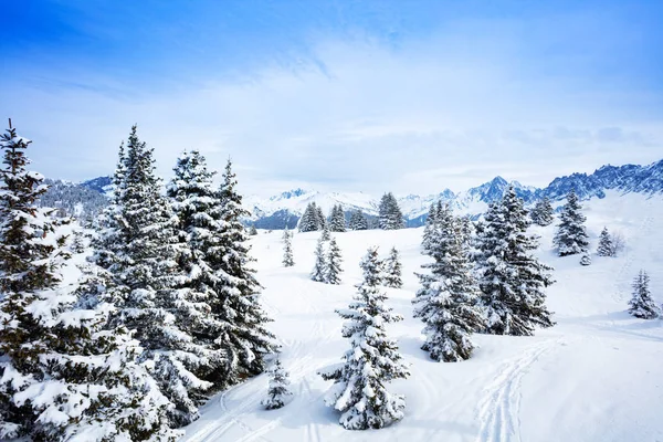 Covered with snow fir forest on mountain plane — Stock Photo, Image